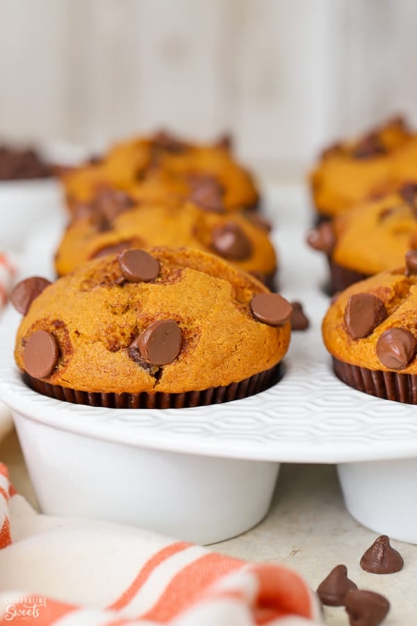 Pumpkin muffins in a white muffin pan topped with chocolate chips